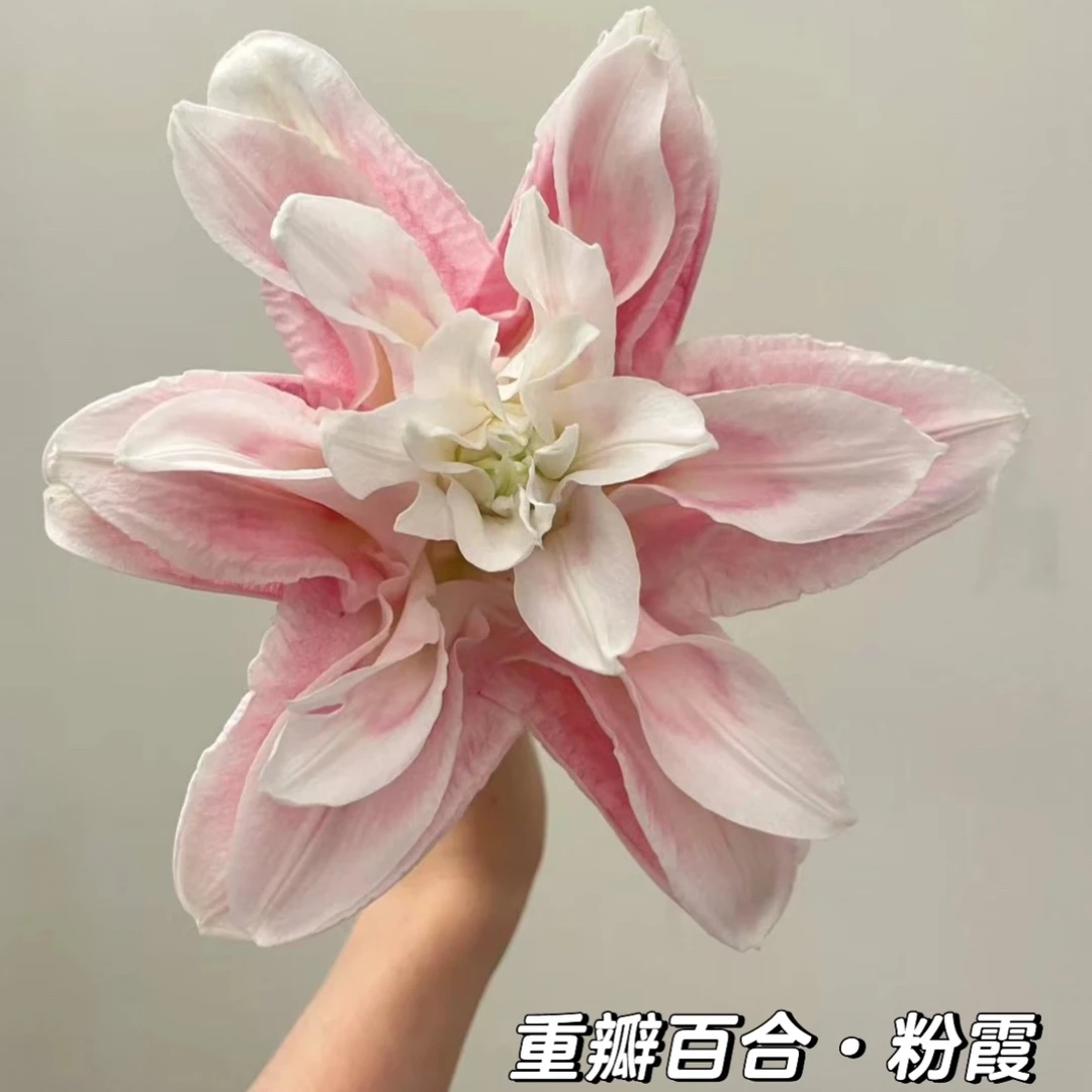 云南鲜切花 粉霞（米兰）重瓣百合，拒收冻坏不售后