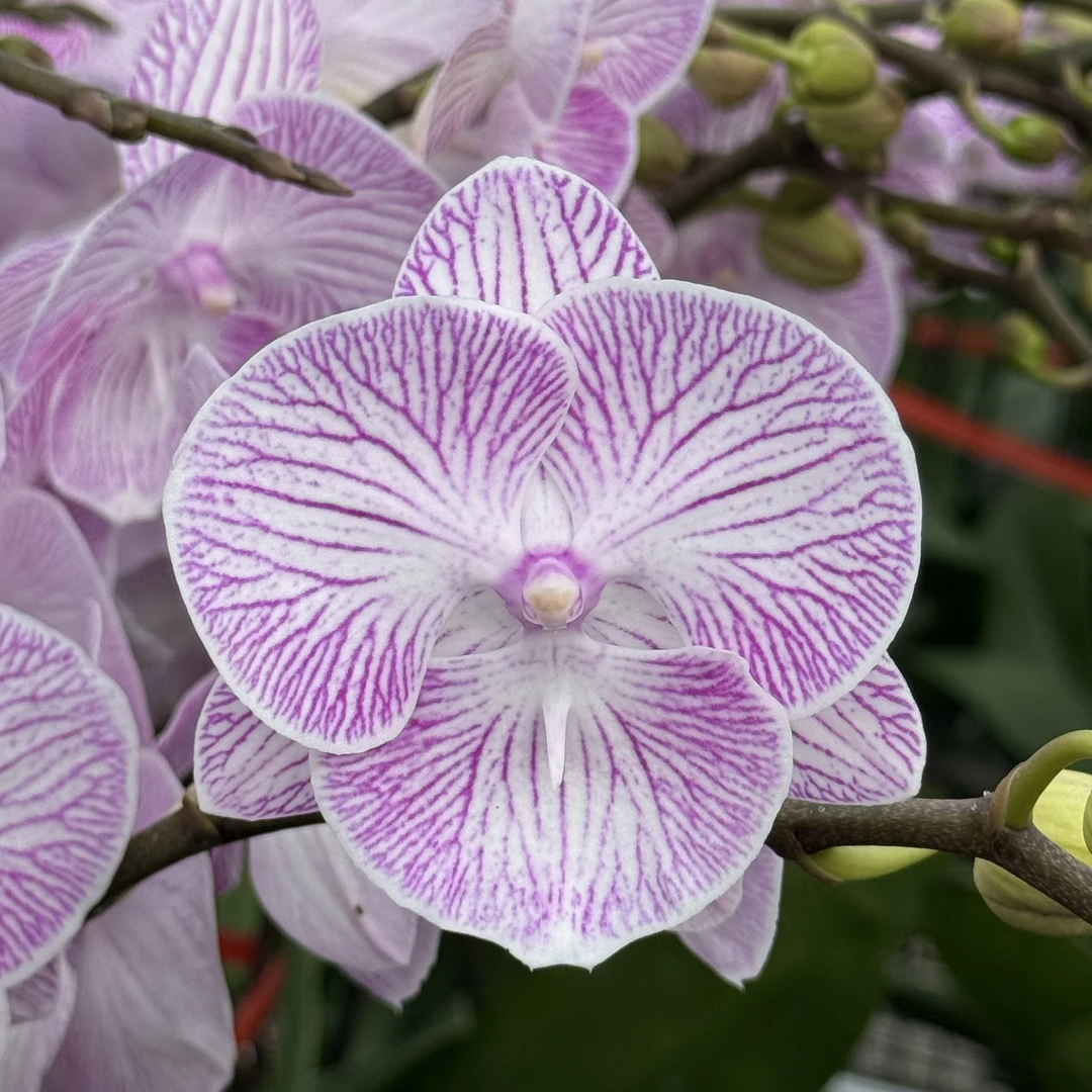 蝴蝶兰【魔幻精灵】3.5寸杯带花带花苞发货