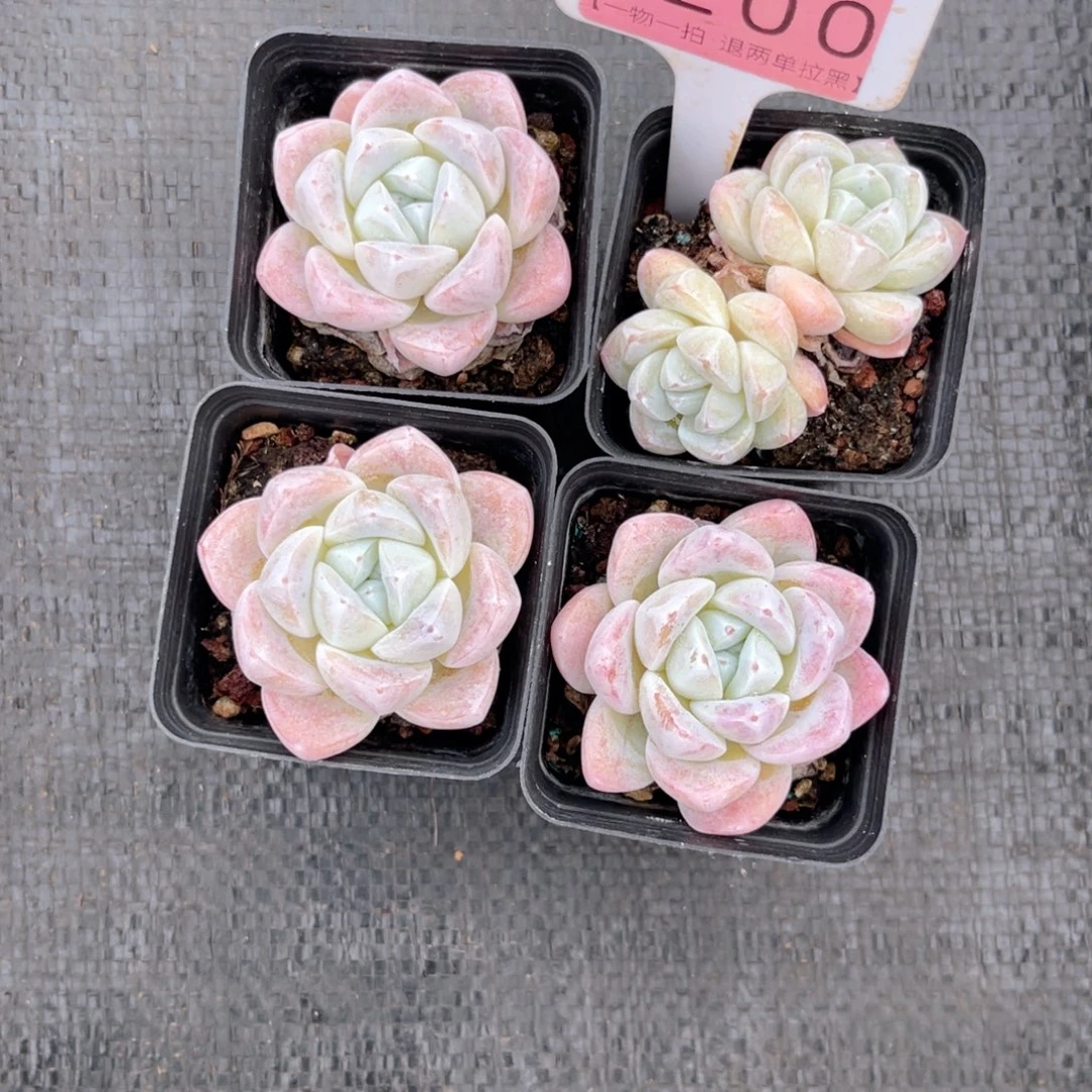 云尘多肉一物一拍1200