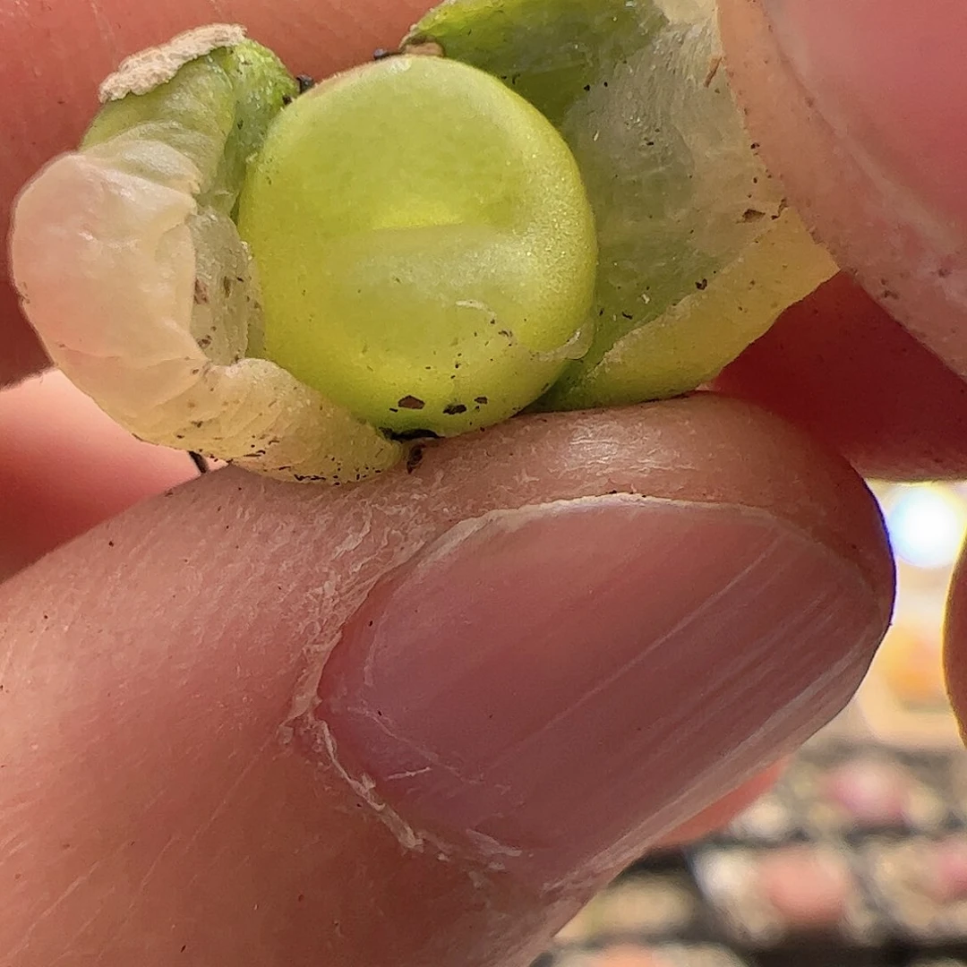 【闪购商品】83 拉登