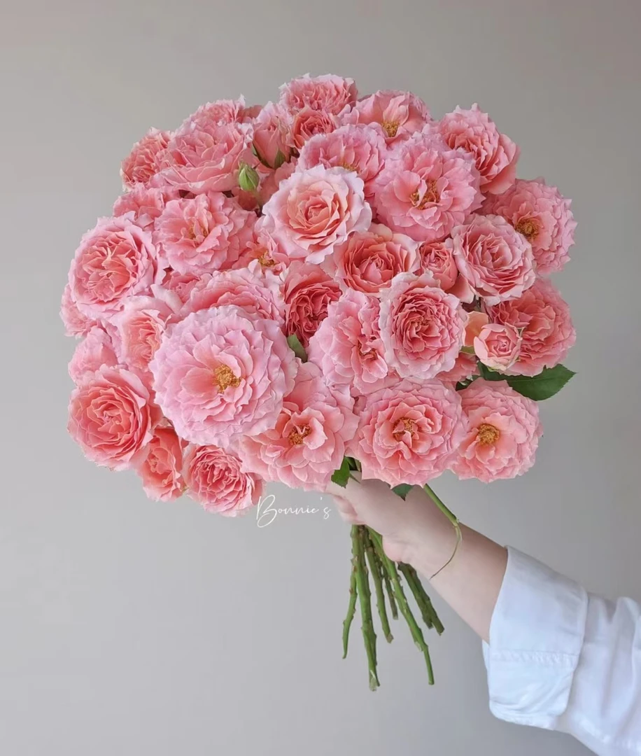 【花花酱甄选A级 】多头粉色拉拉队一单包邮云南基地直发