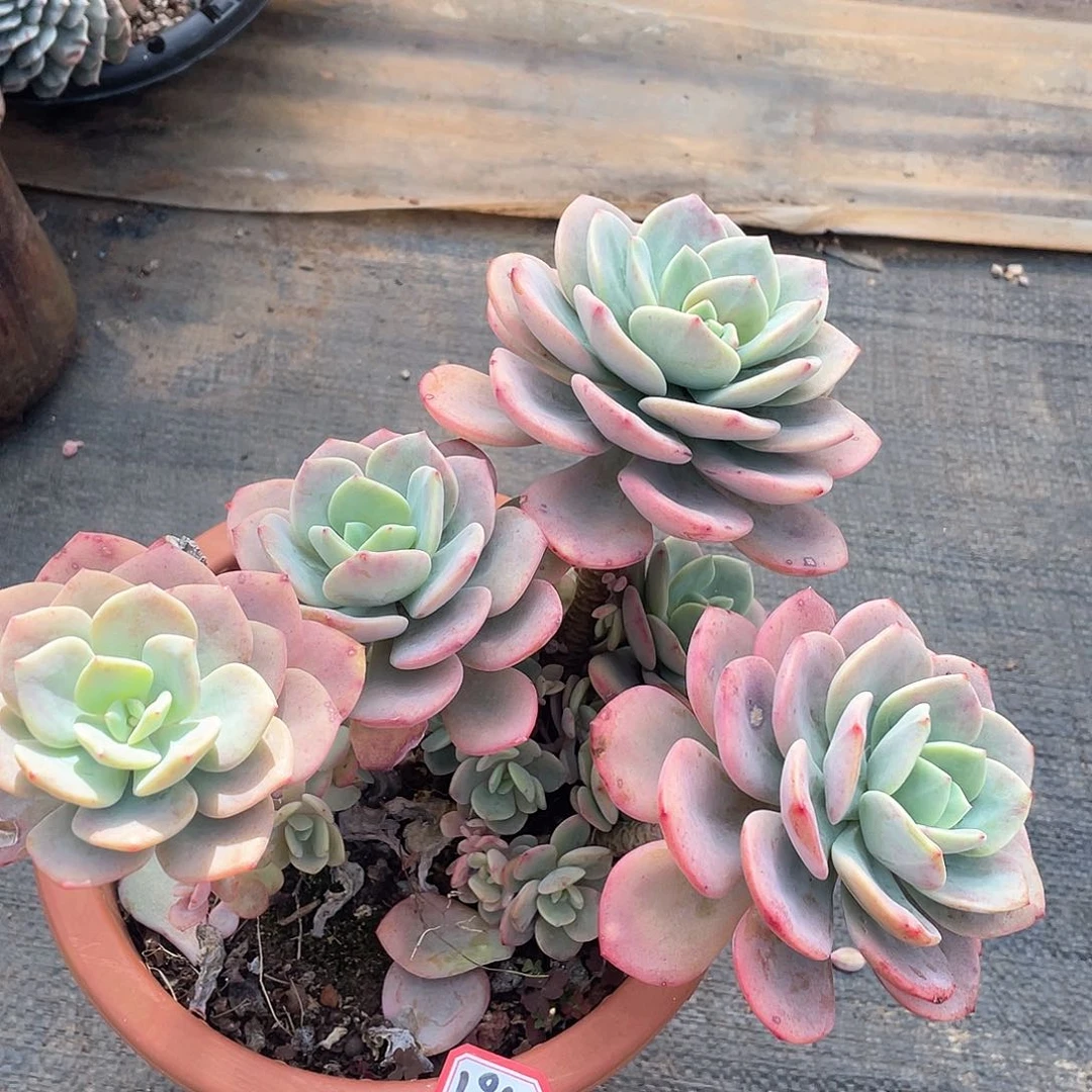 194白月光 一物一拍多肉