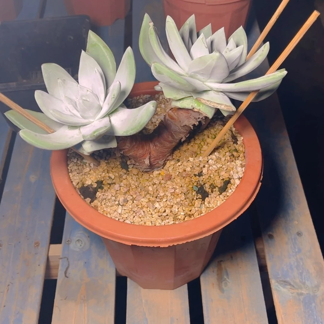 可*帕翠莎老朱多头群生2009