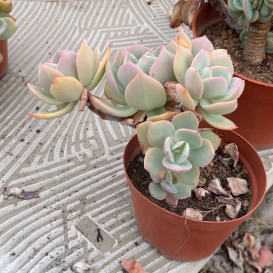 【闪购商品】月*白凤