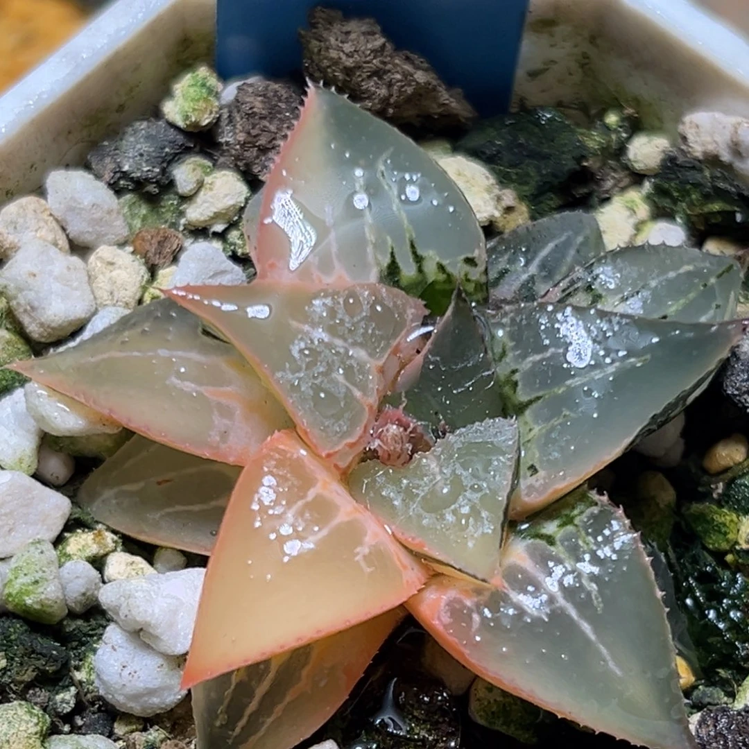 恭喜发财大吉大利509