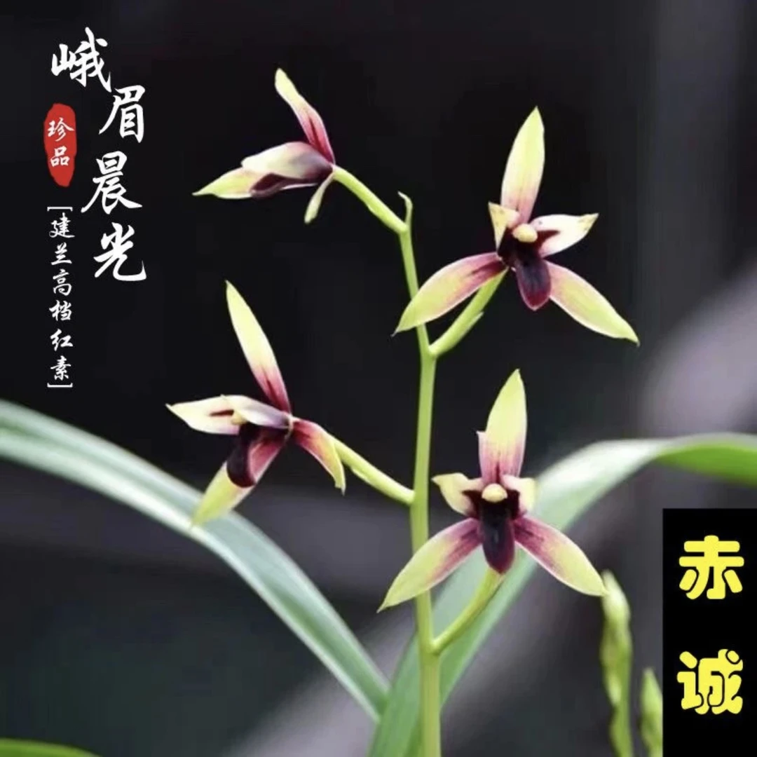 【赤诚】建兰名品 国兰3苗 花开浓香 好养 对版高档 人工种植