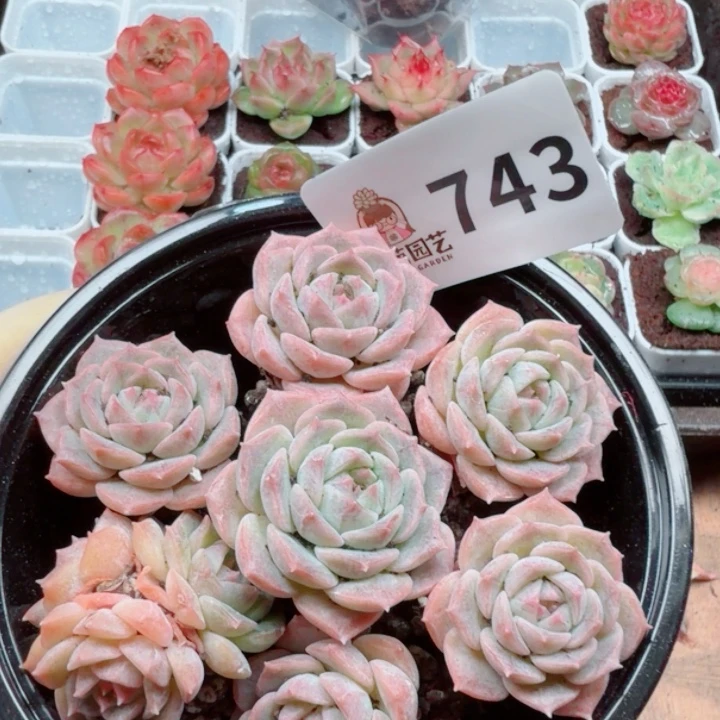 多肉植物多肉植物