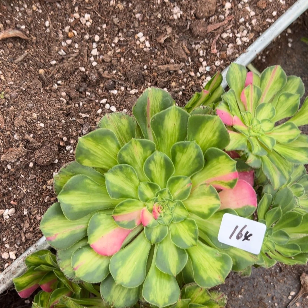 164知否炖肉植物洗衣