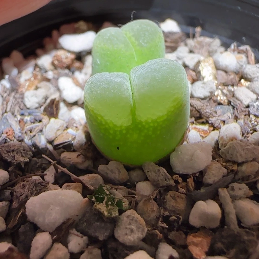 肉锥多肉植物组合-大眼睛风铃493