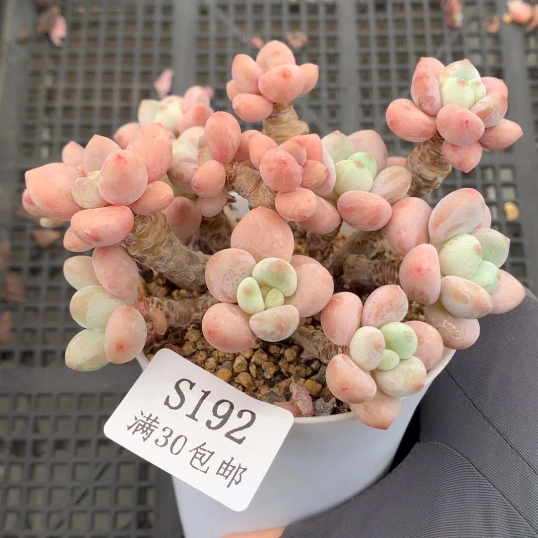 192。老桩洛神整群7.5cm盆口。