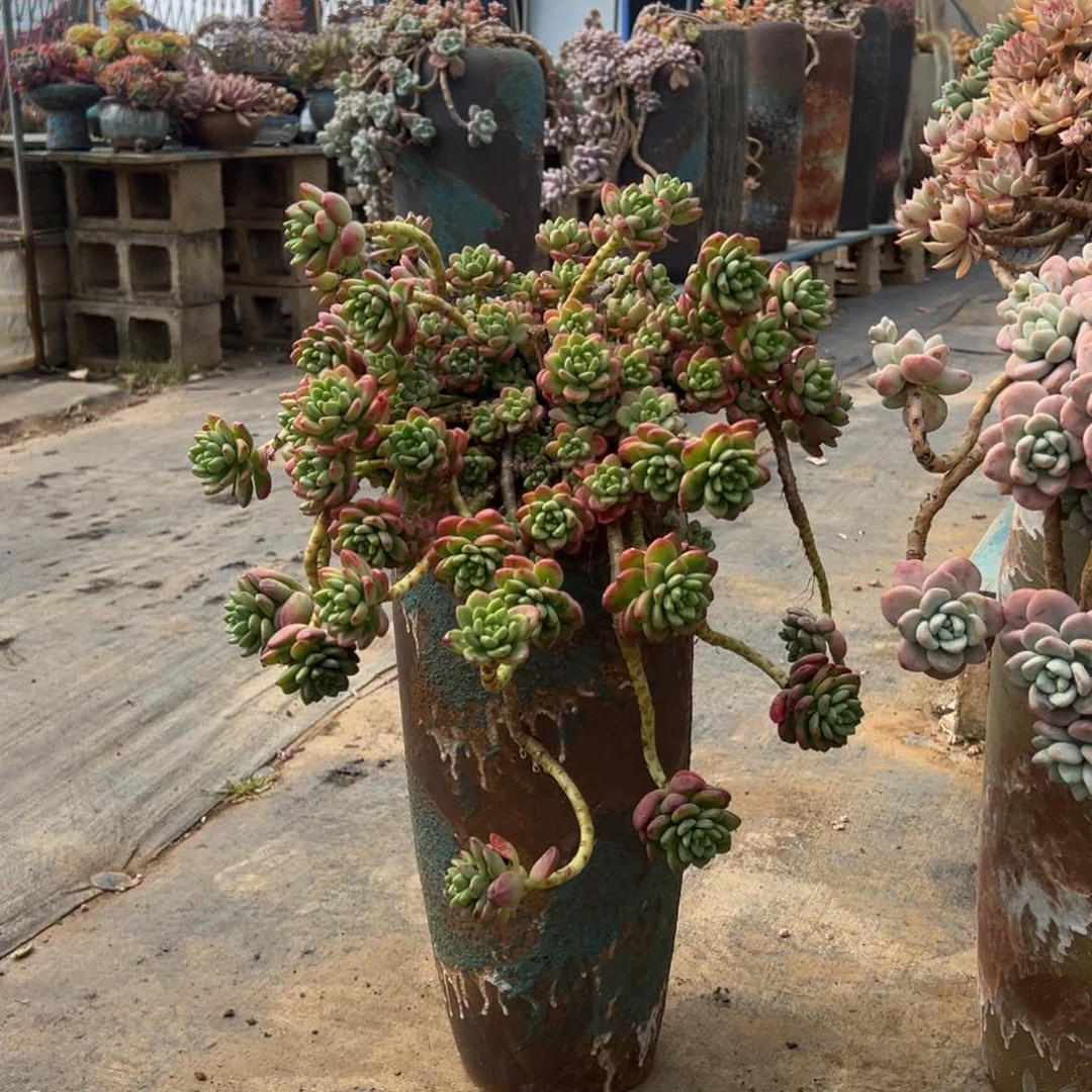 老桩香格里拉加盆加物流送肉肉