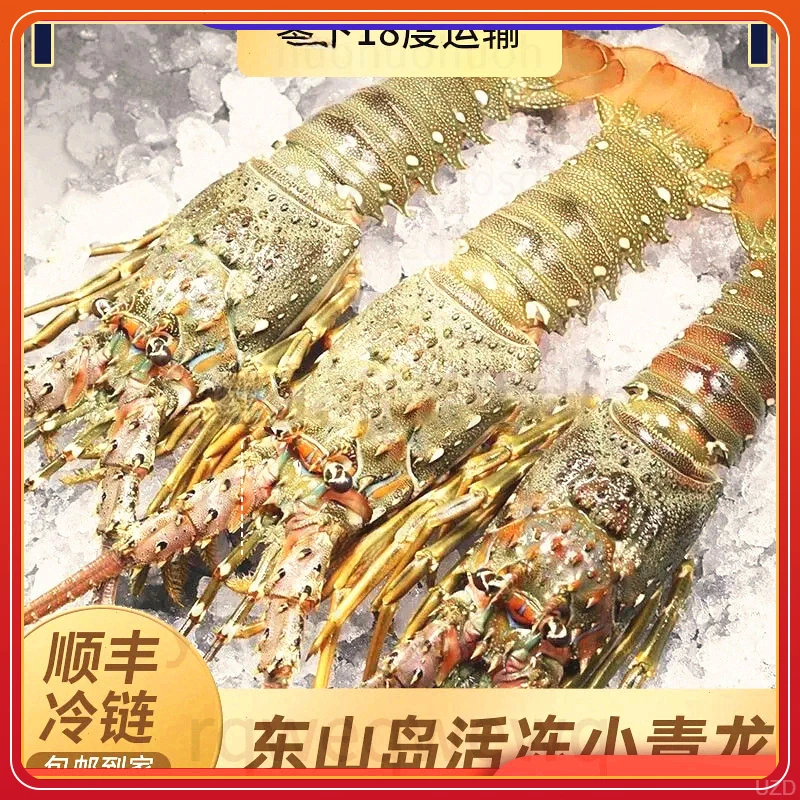 顺丰冷链三只装东山岛鲜活速冻青龙澳洲大龙虾鲜嫩水产