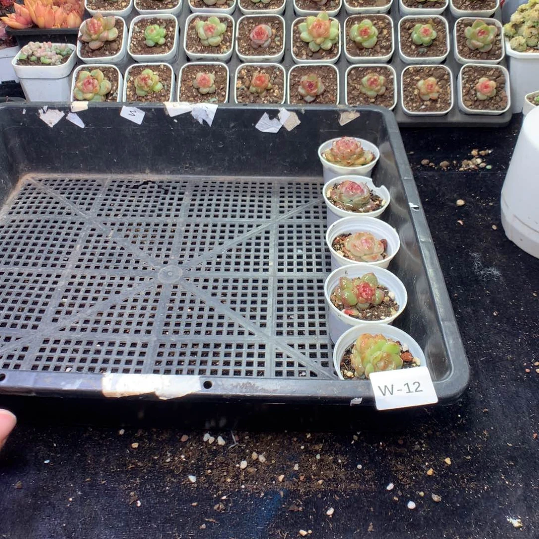 全部花朵W12英语英语