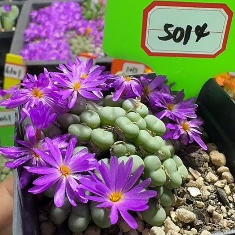 密密麻麻密密麻麻5014