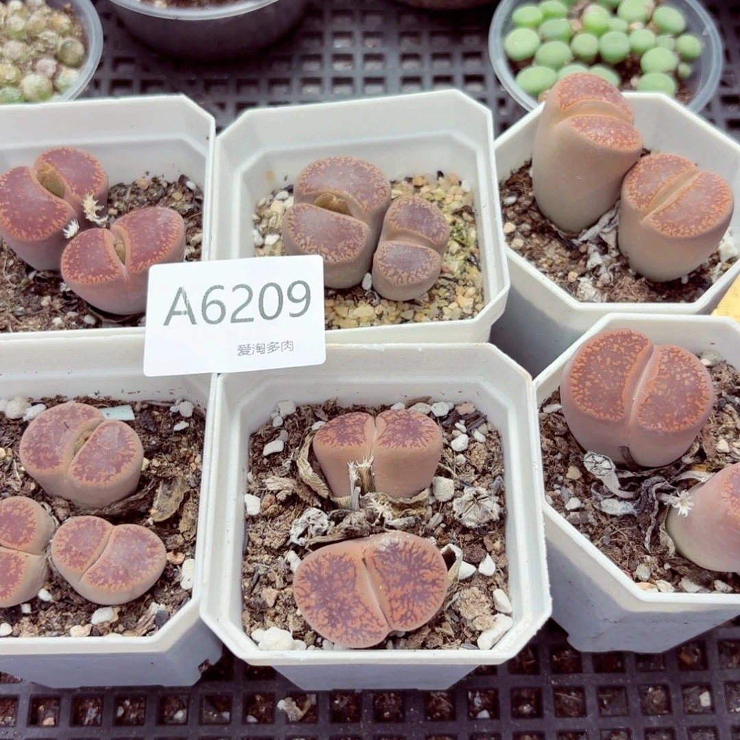 唯***静6209—生石花 生石花