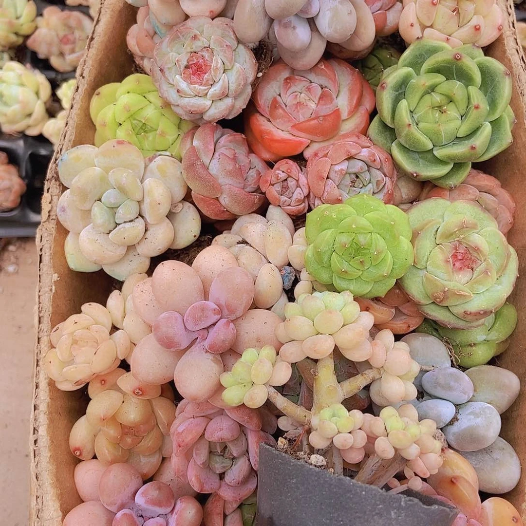 000000000001量拍保底20颗