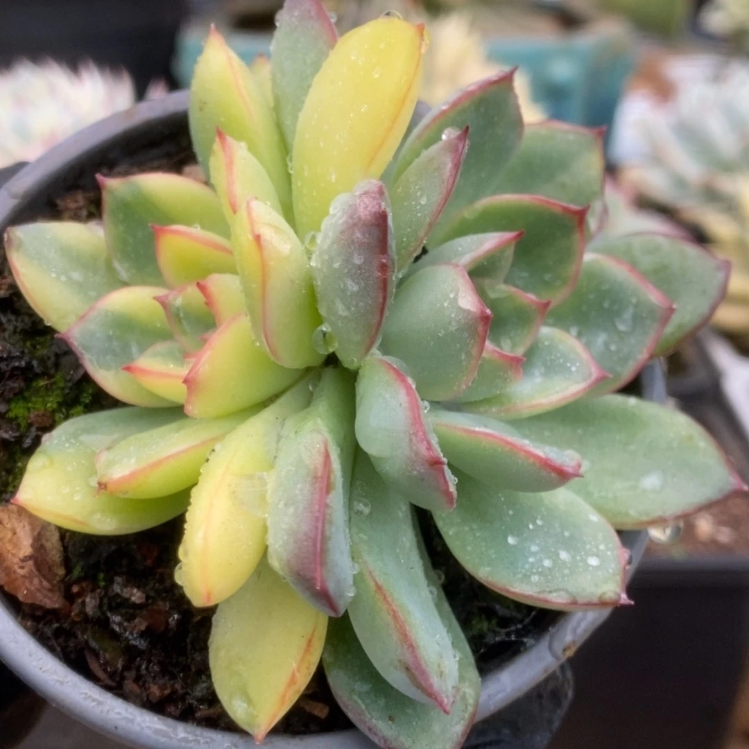 232花月夜锦锦锦锦锦锦