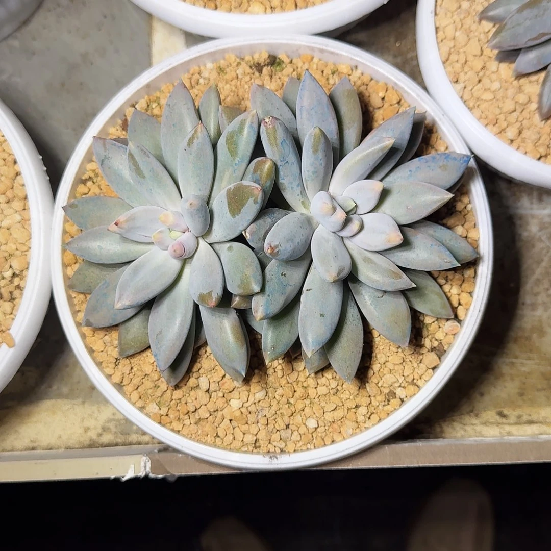 焦糖体 哥特 双头 一物一拍