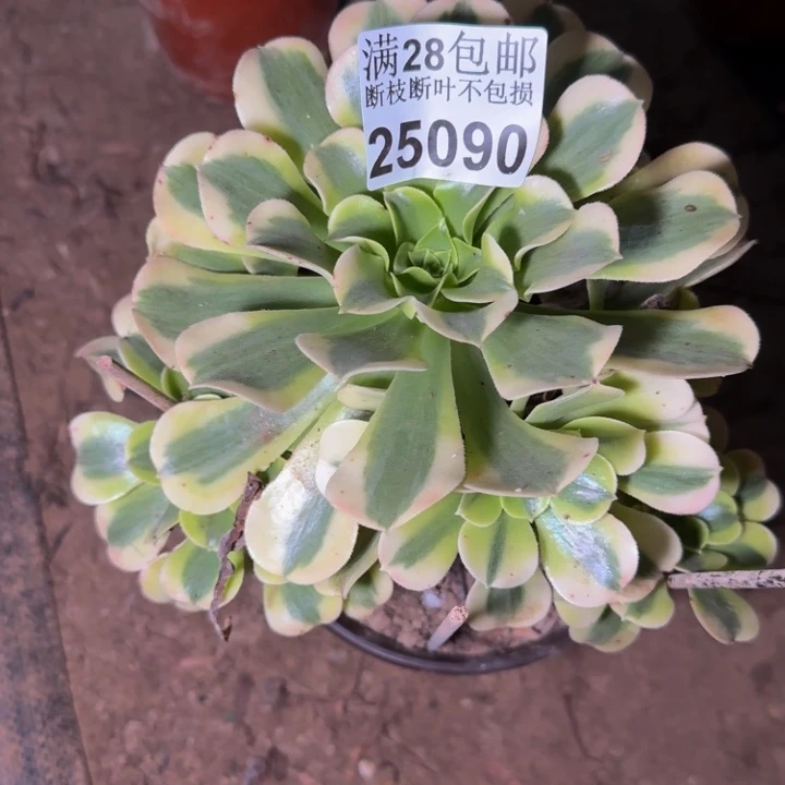 25090绿豆沙不包断枝