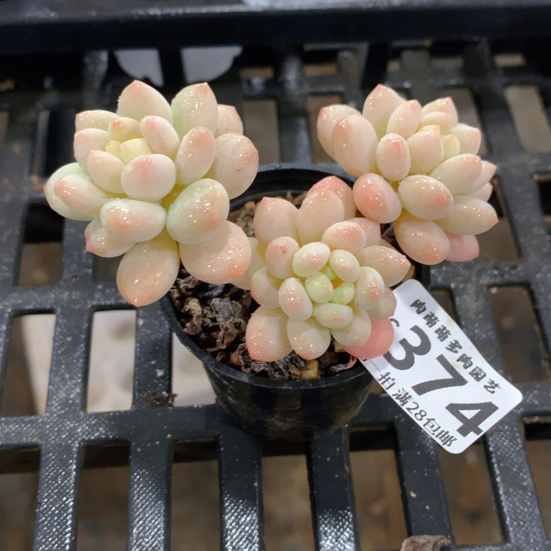 肉萌萌拇指盆精控多肉ZC374