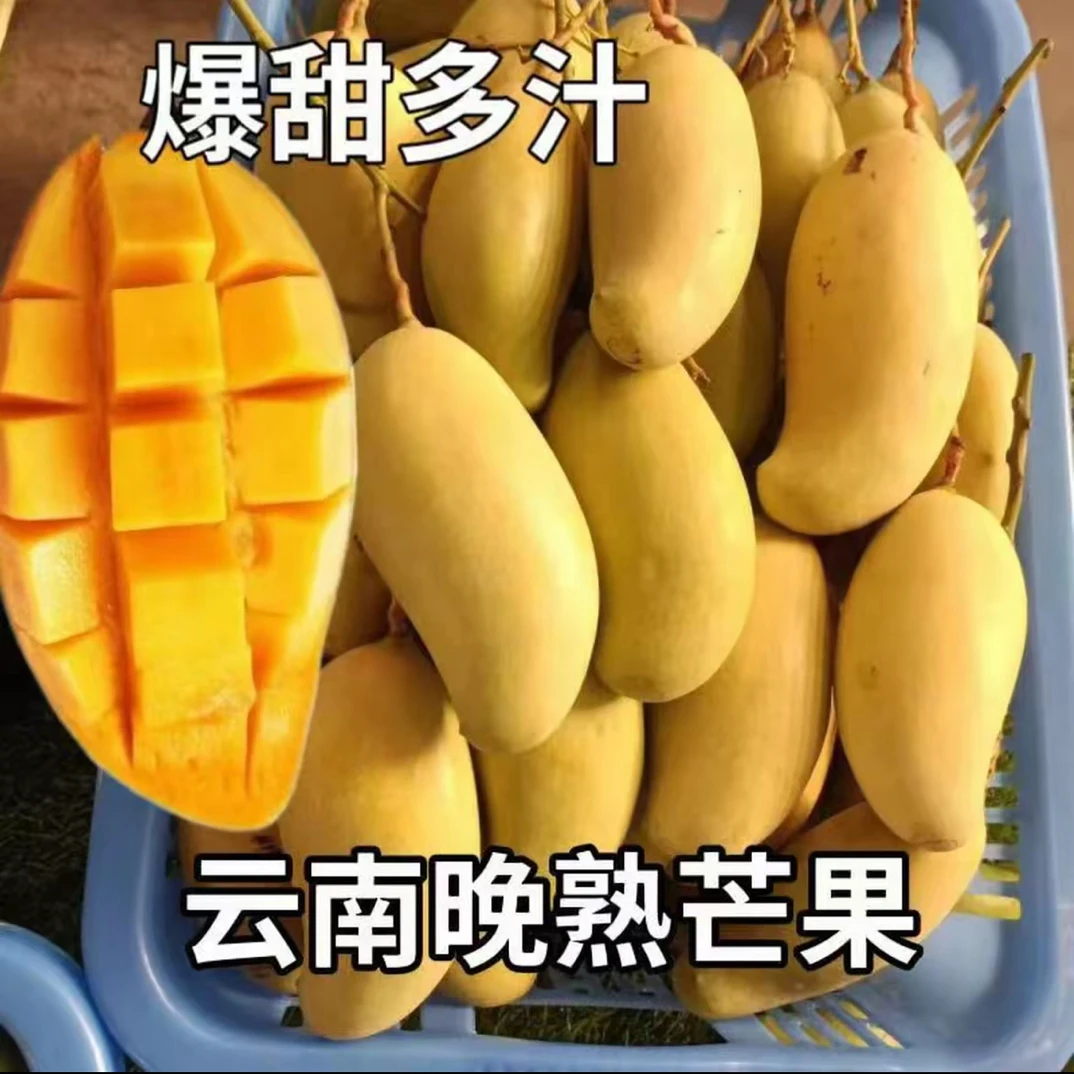 云南哀牢山晚熟金秋蜜芒景东新鲜应季水果香甜多汁口感醇厚糯香