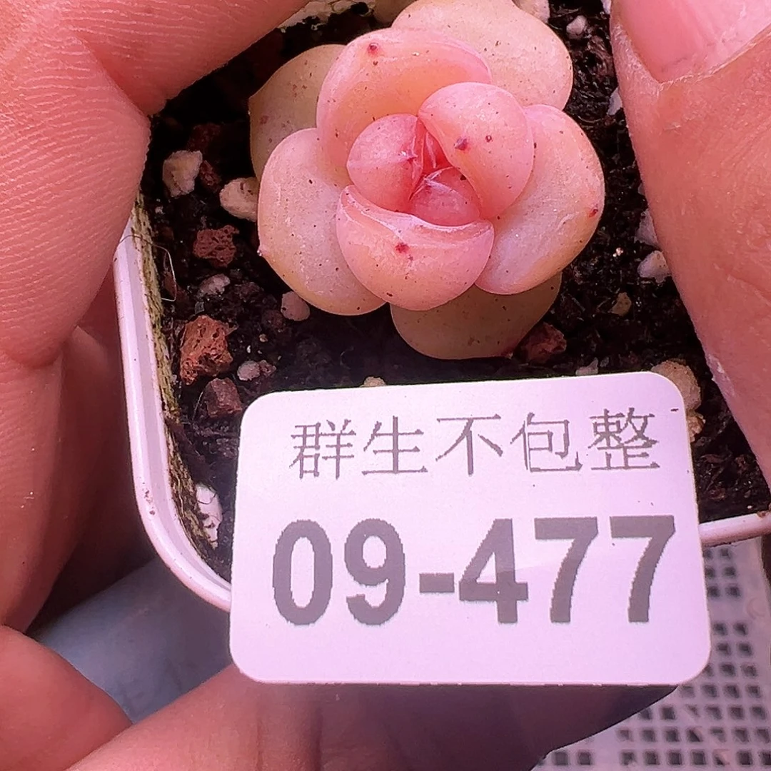 小卡拉米糖心一物一拍9-477