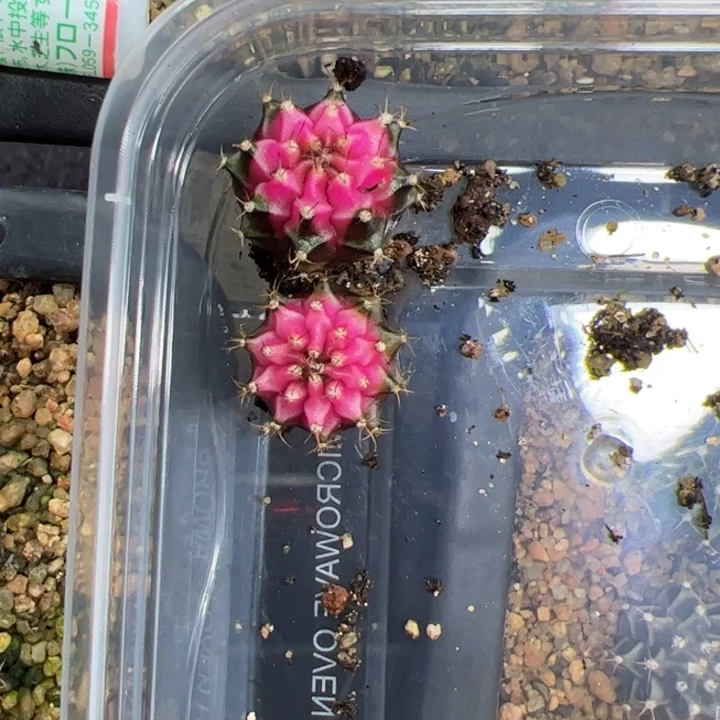 无花朵米哈洛维奇