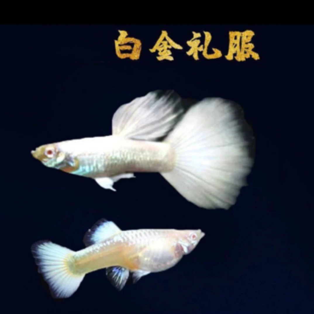 白金礼服孔雀鱼小型胎生热带观赏鱼凤尾鱼活体（入缸不包损）