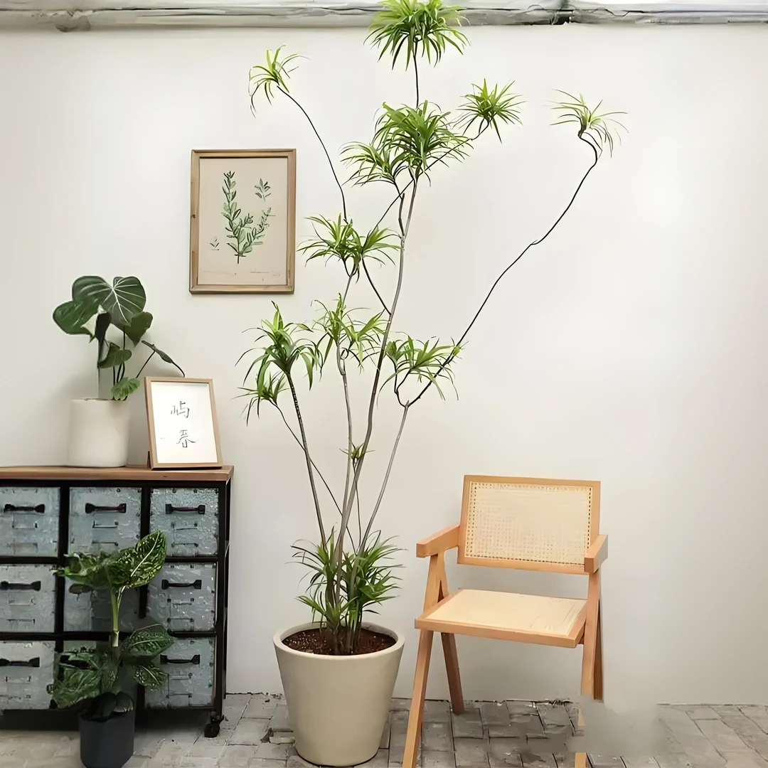室内龙血树细叶百合竹绿植盆栽188