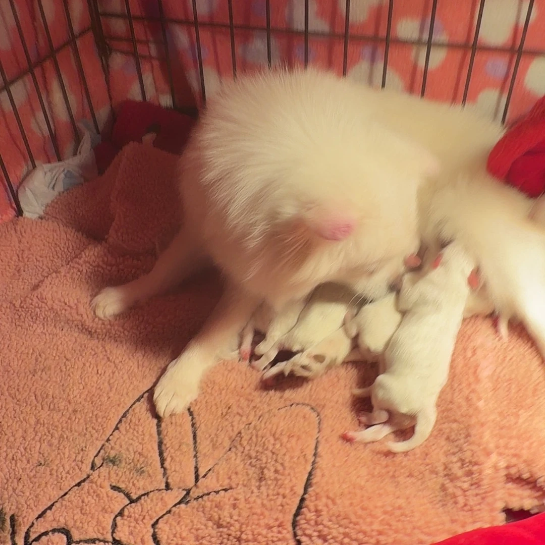 小狗还没有满月欢迎大家