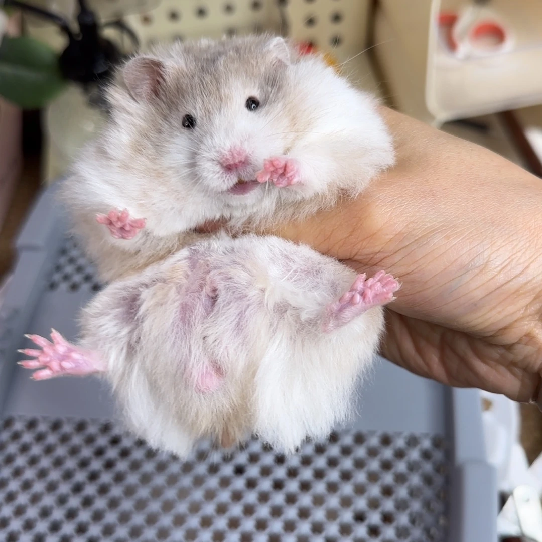 巧波弟弟8.08生日