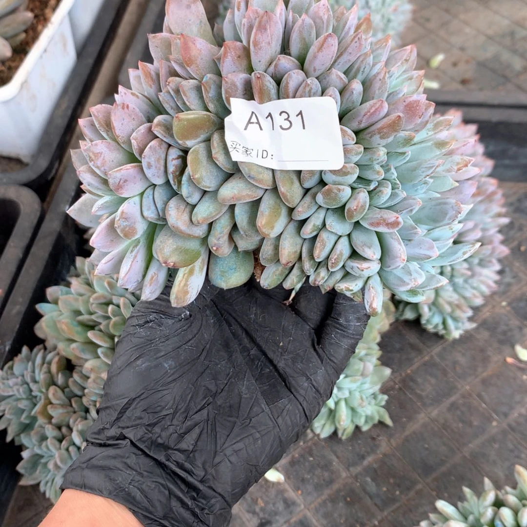 A131 瑕疵处理 售后范围：签收起7天内