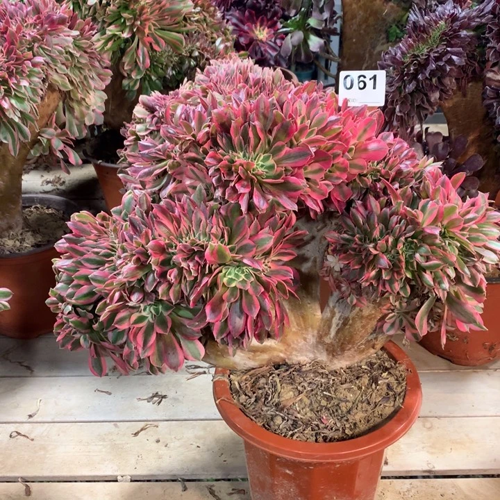 061糖果女巫缀多肉法师