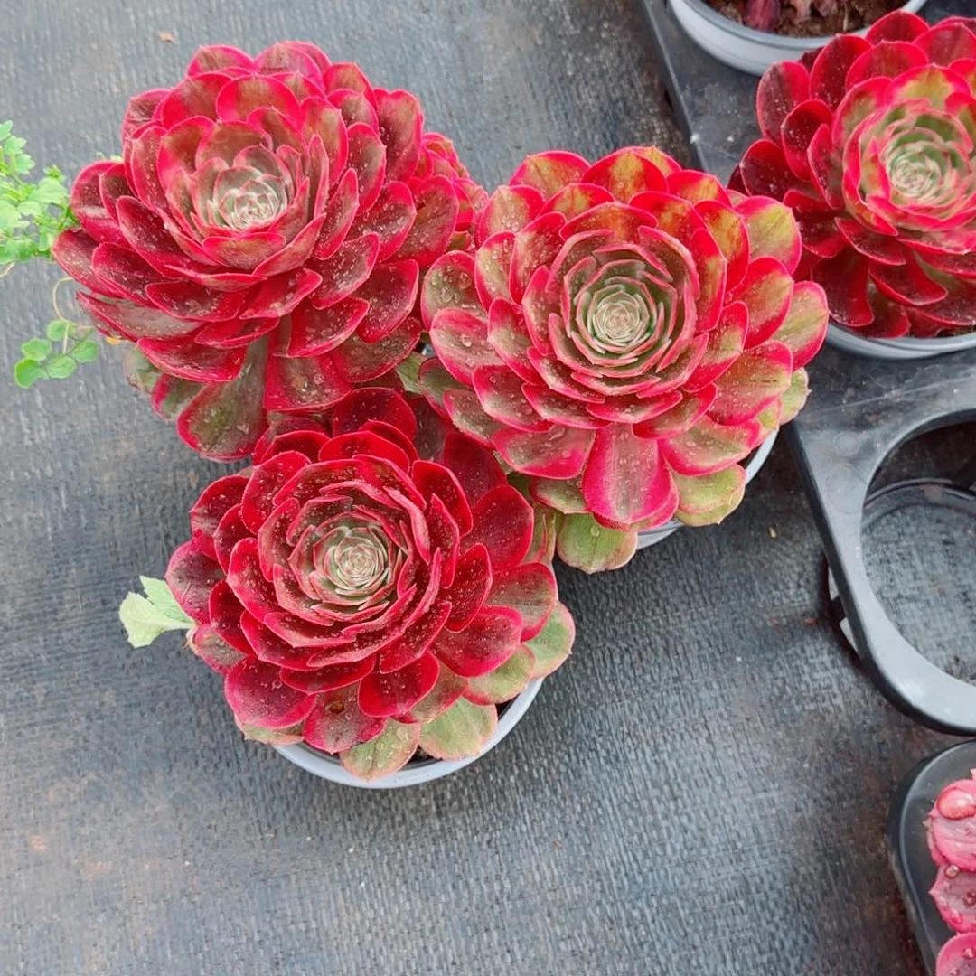 克拉恋人带盆发货