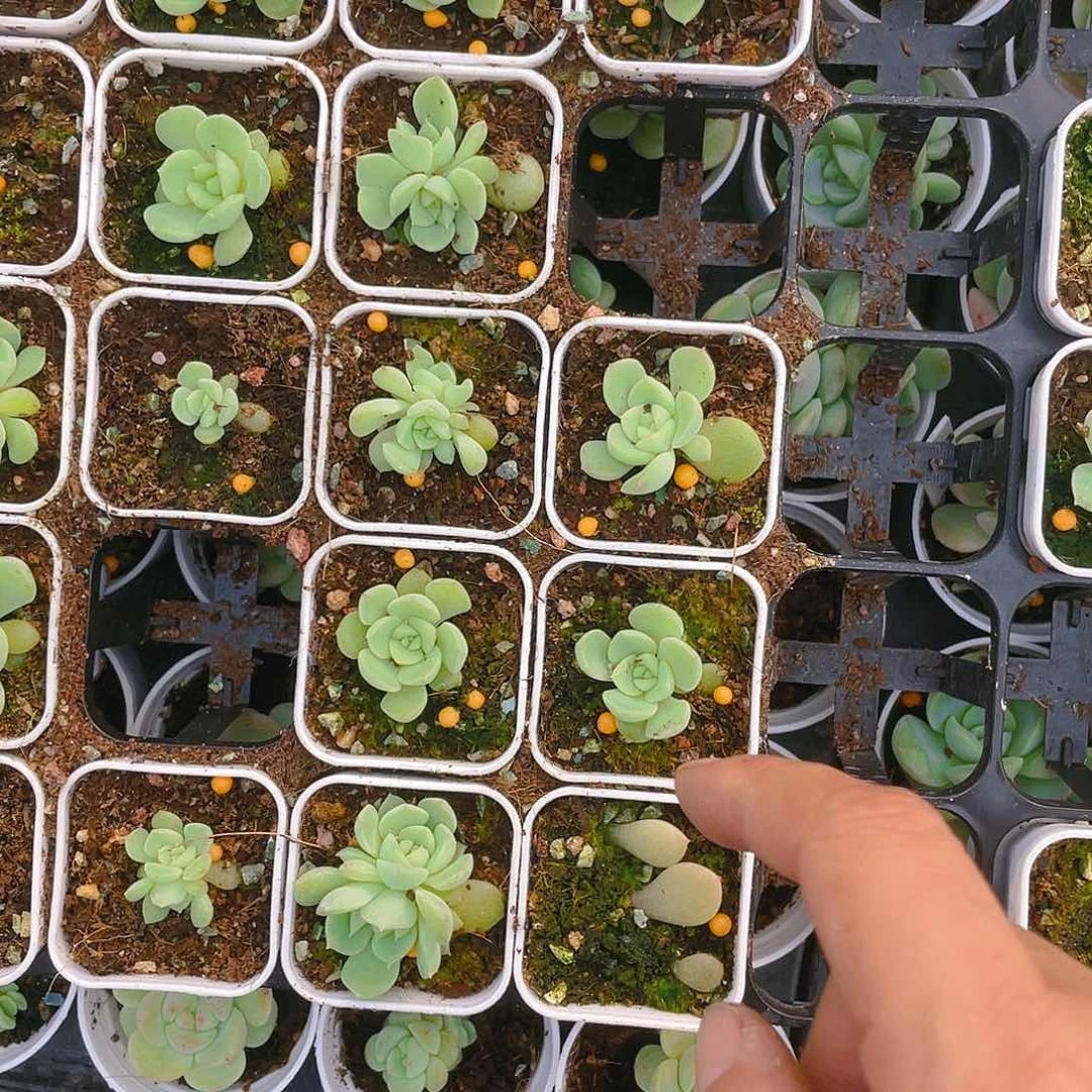 浮萍 中盆一个满25包邮