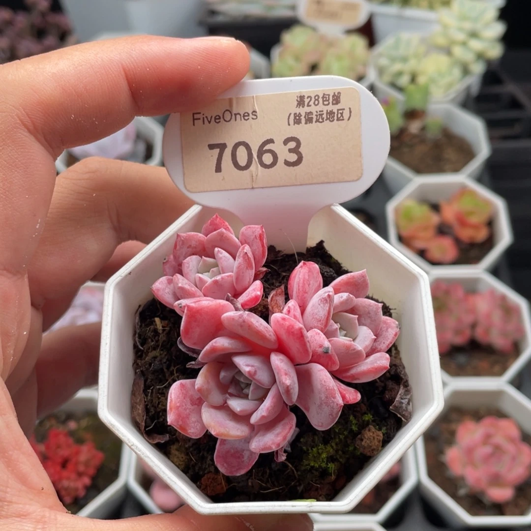 拉皮7063-5.0厘米