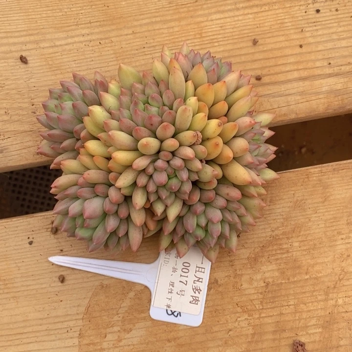 我不在这里吃饭的人