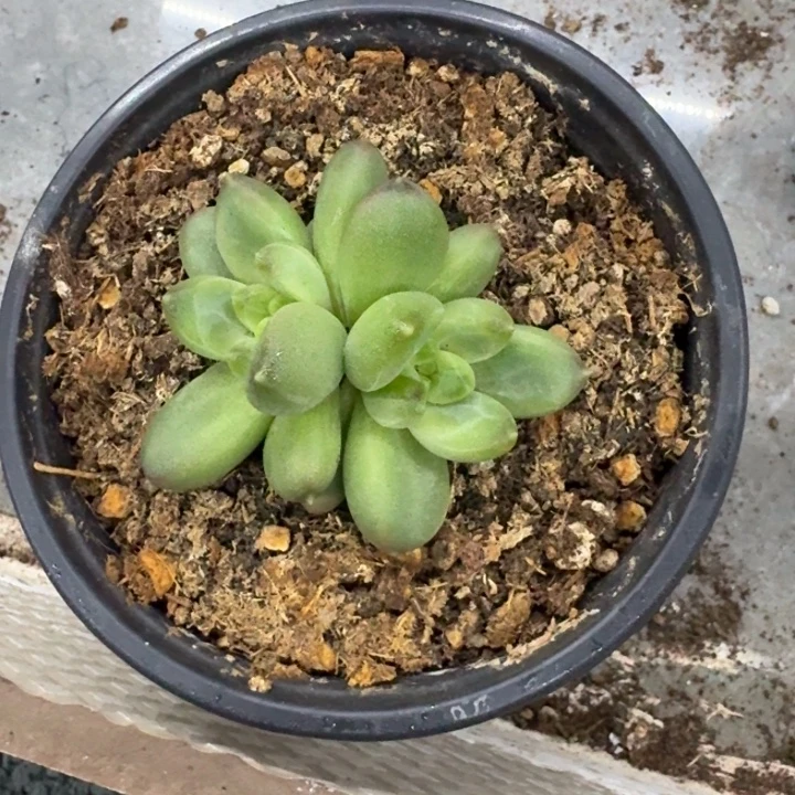 美人杂交 一物一拍