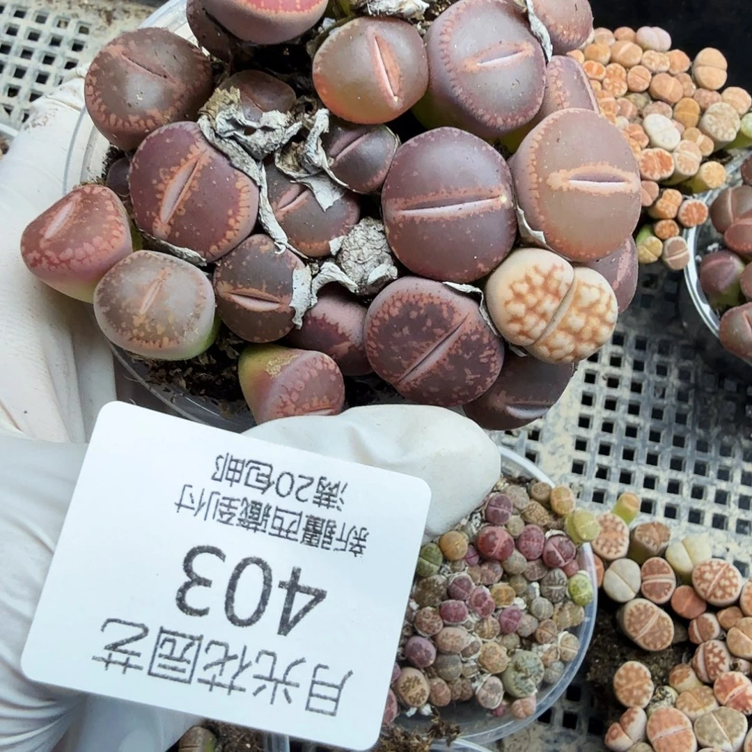 这个点睡起来都会梦403