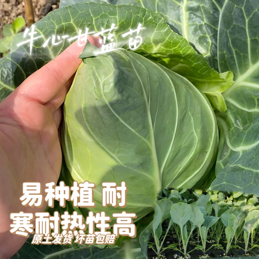 牛心甘蓝蔬菜秧苗 耐寒蔬菜苗 阳台庭院种植蔬菜