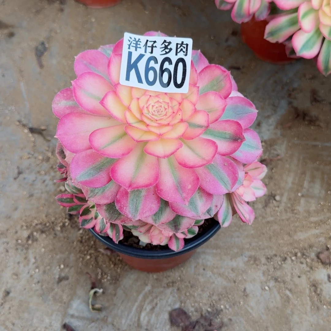 660倾程法师园艺官服18左右