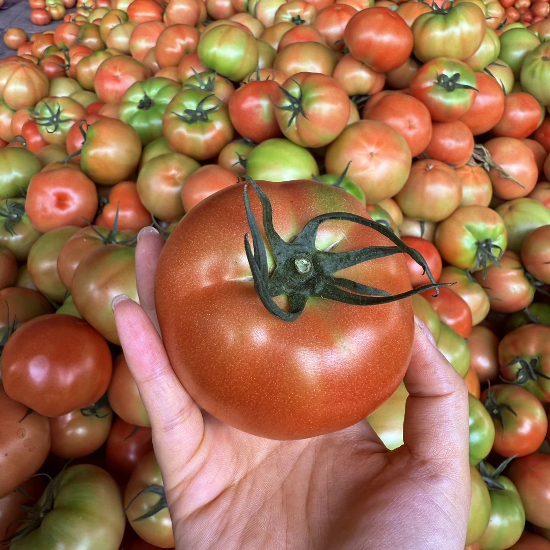 正宗普罗旺斯西红柿