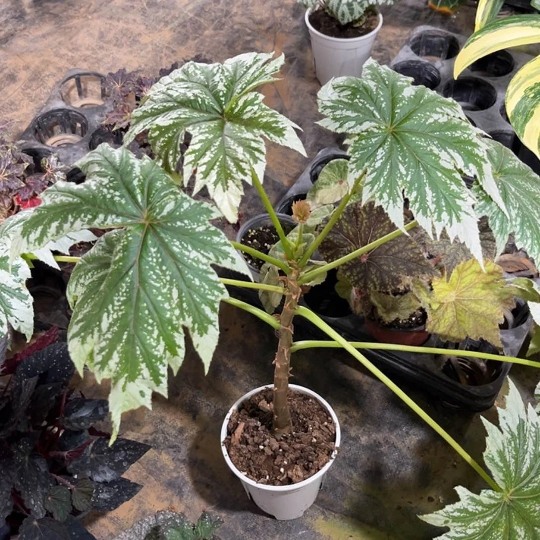 不开花植物白鹰狮