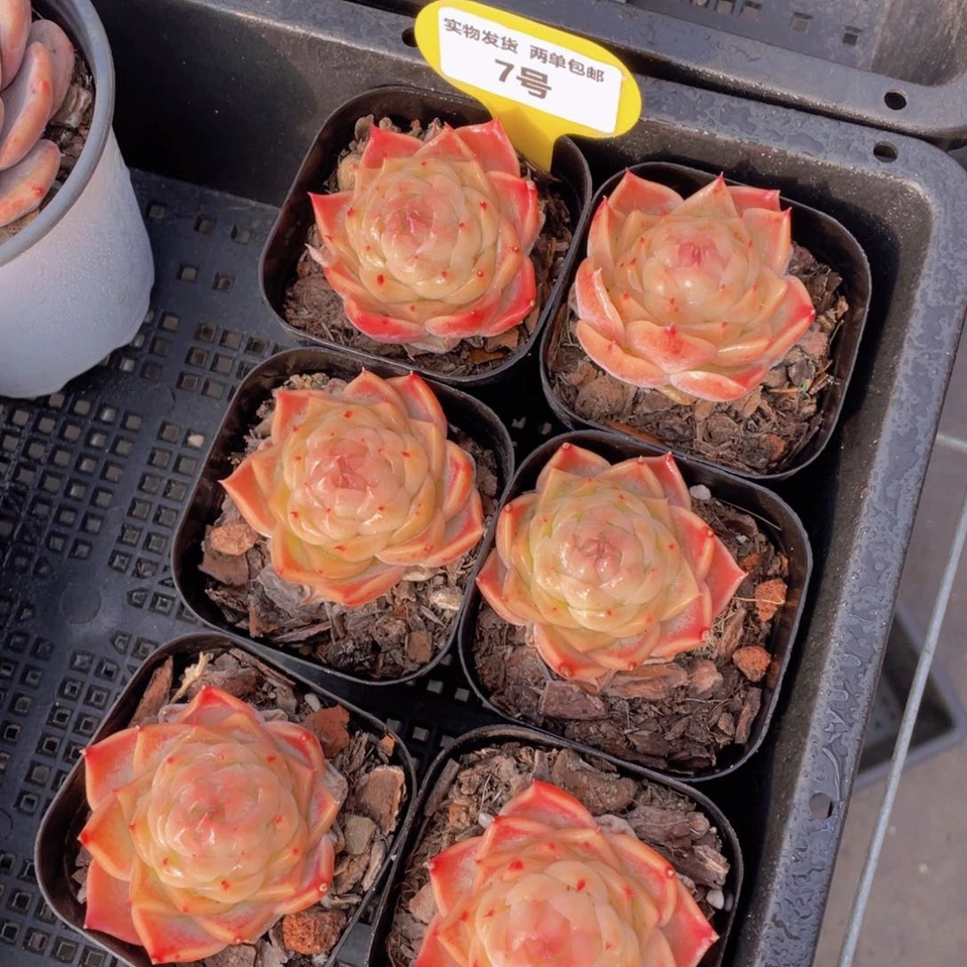 7号渐变色粉黛珍妮单头一个