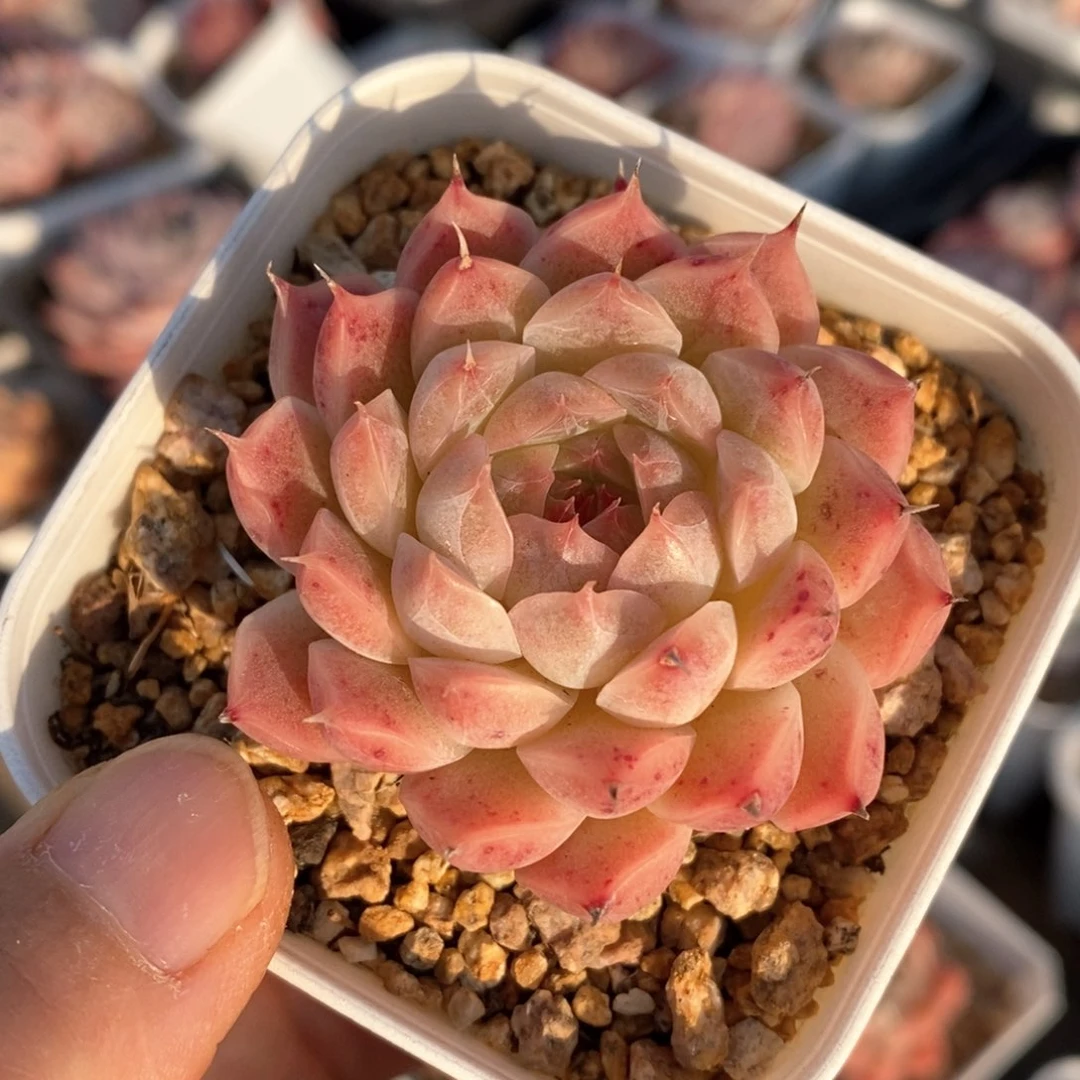 精品多肉一物一拍85