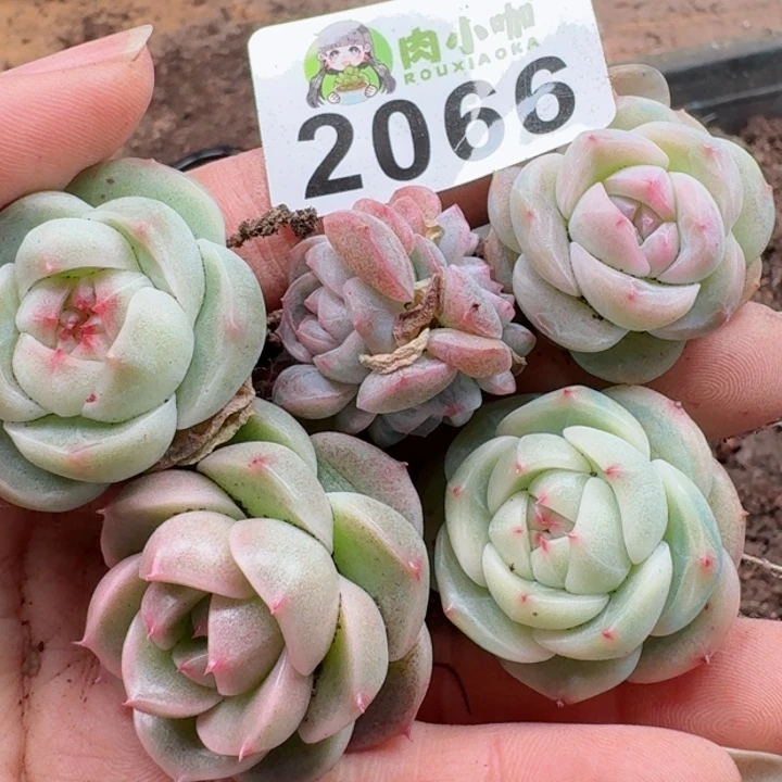 多肉植物多肉植物