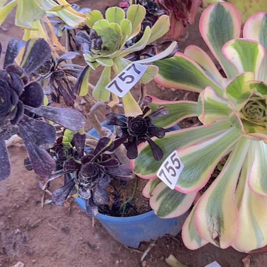 釀***多肉植物两个有砍过