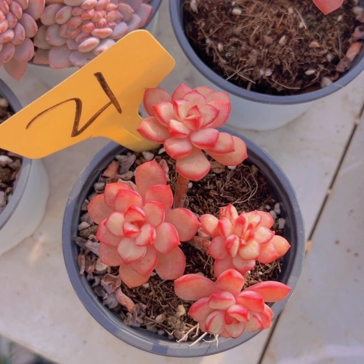 健健康康平平安安