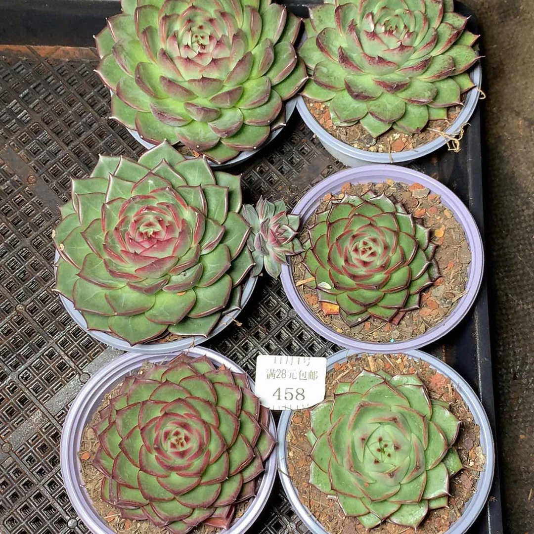 【闪购商品】猫*?云458号