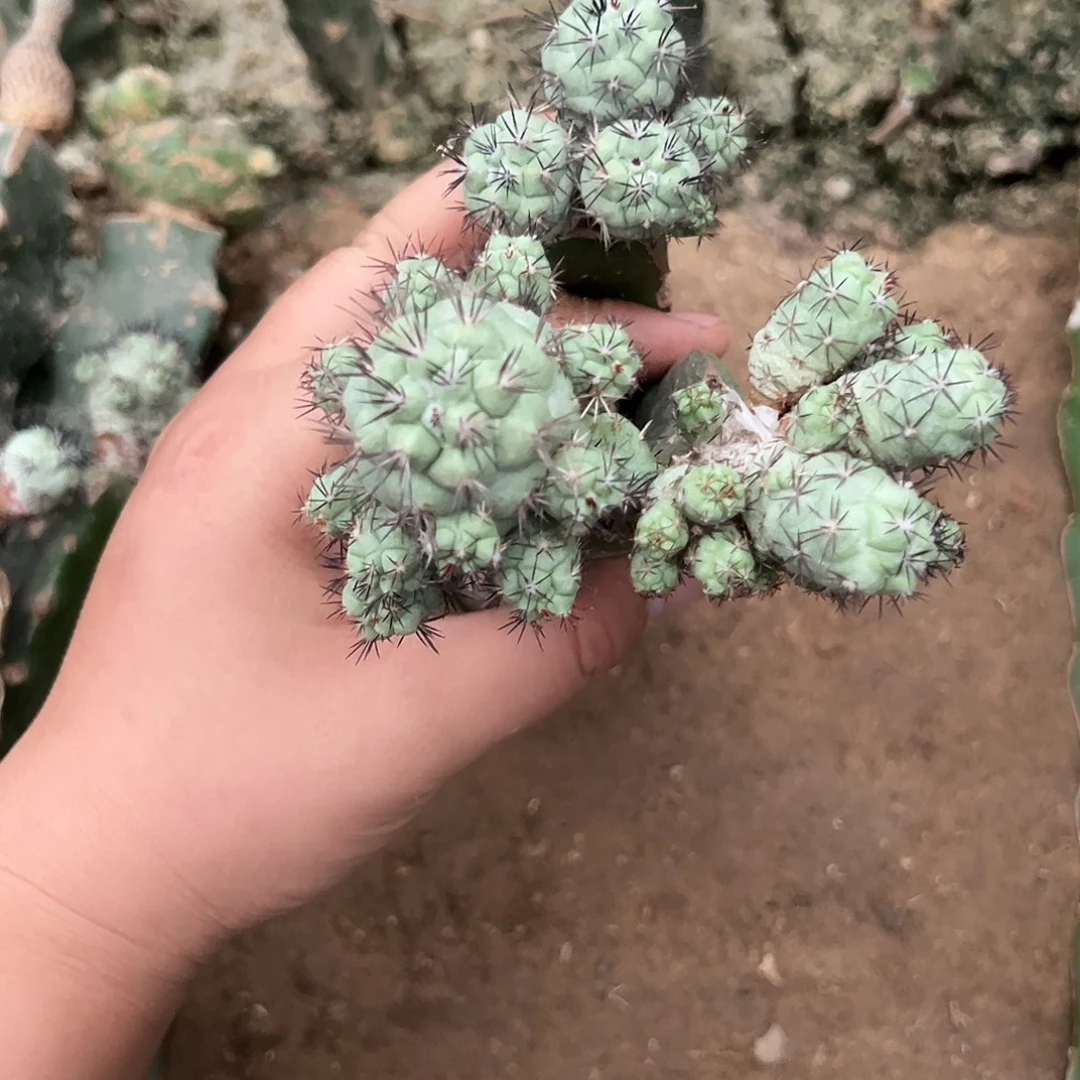 小群帝王丸仙人球